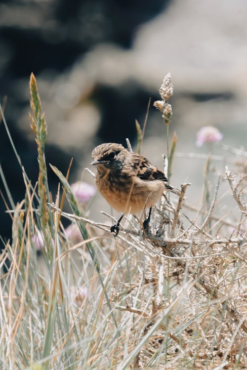 Bird Perching on Twigs