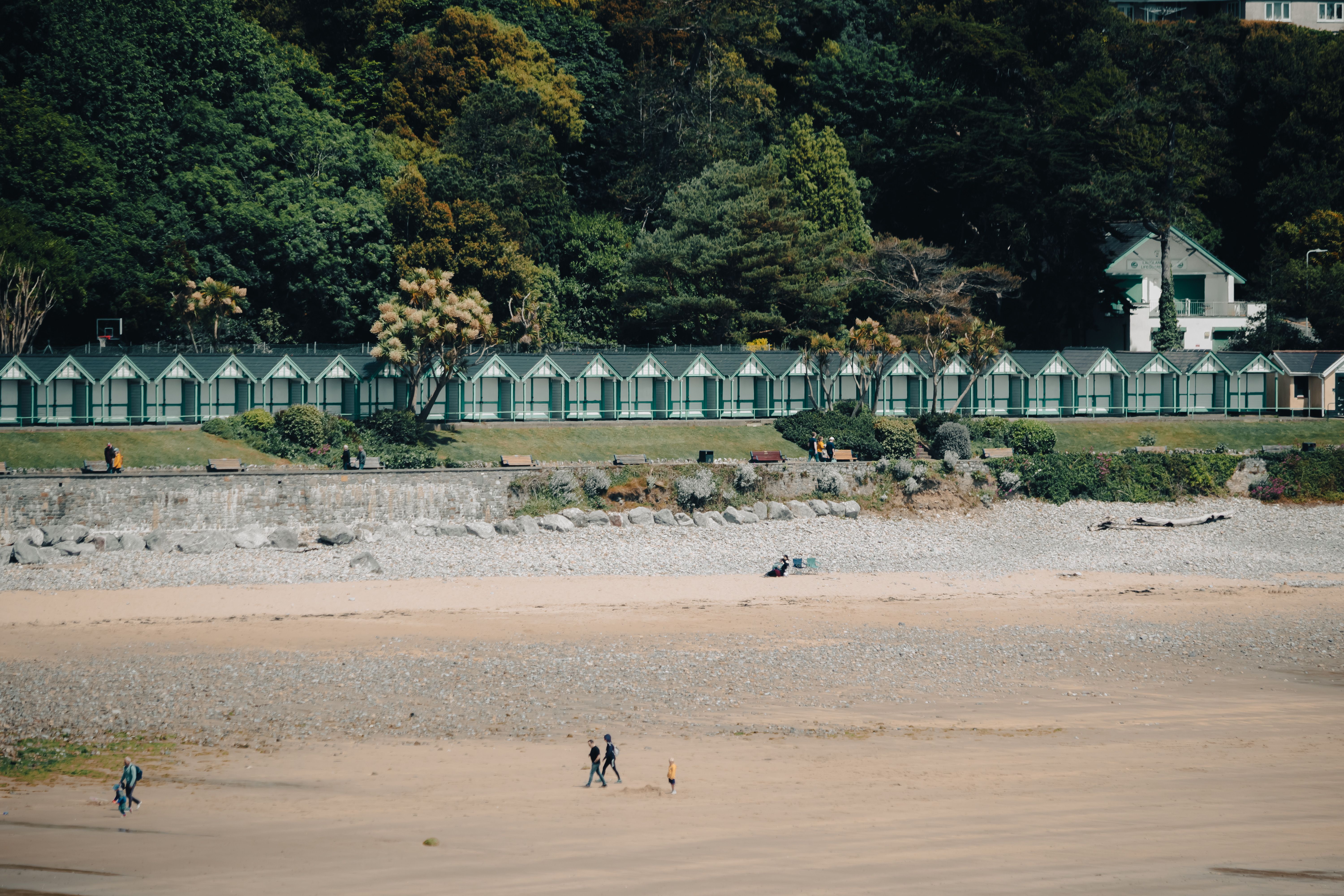 Photos gratuites de arbres, au bord de la plage, bord de l'eau