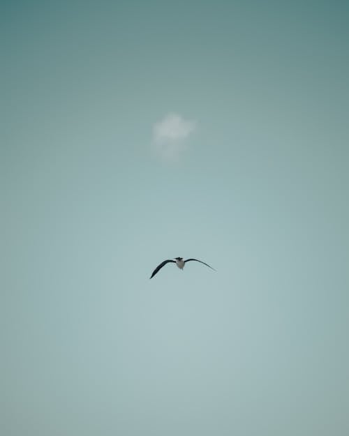Bird Flying against a Clear Sky 
