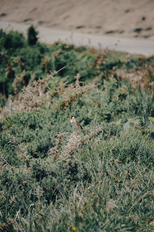 Gratis stockfoto met birdwatching, dieren in het wild, neerstrijken