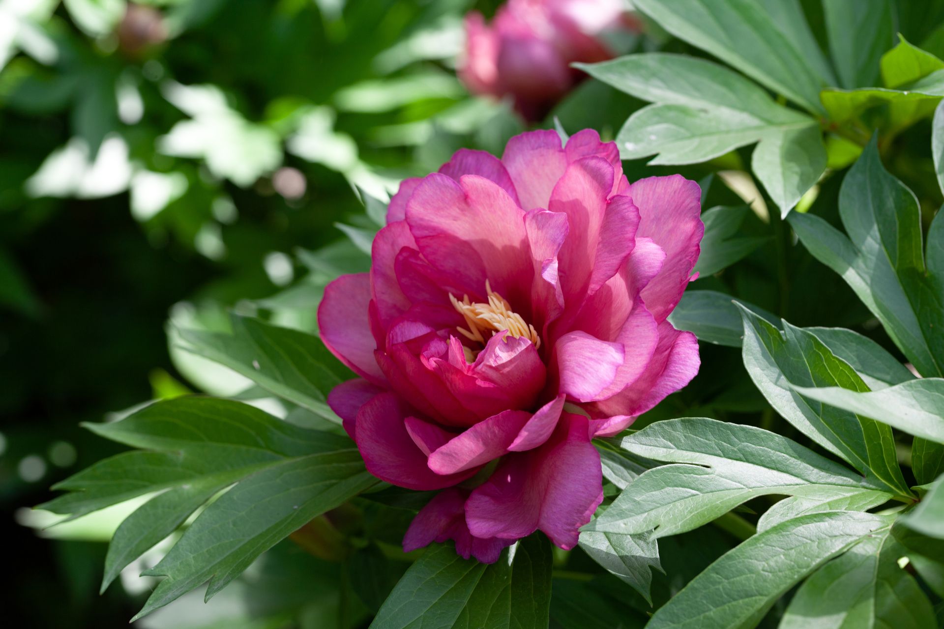A vivid pink peony flower captured amidst lush green leaves in an outdoor Madrid garden.