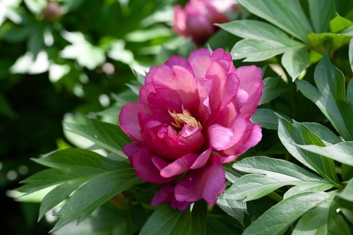 Free A vivid pink peony flower captured amidst lush green leaves in an outdoor Madrid garden. Stock Photo