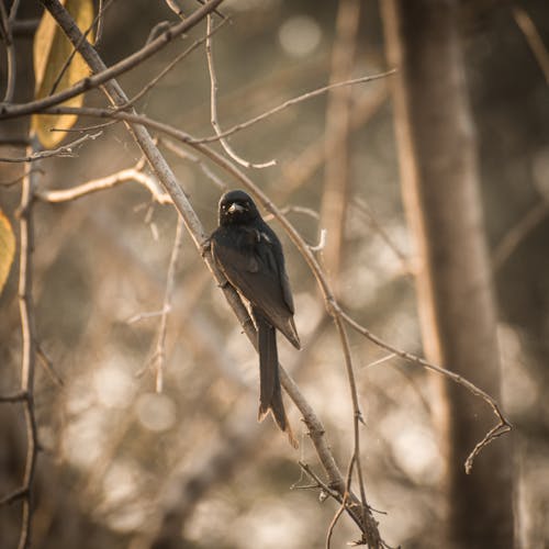 A Black Drongo on a Branch