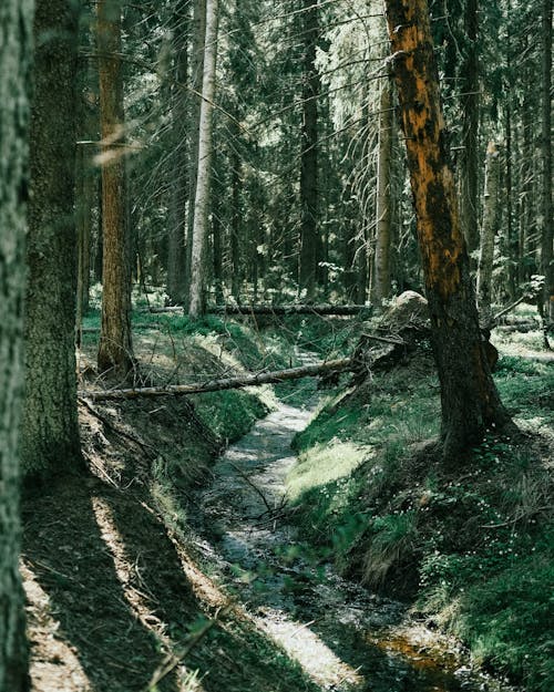 Gratis arkivbilde med bartrær, liten elv, skog