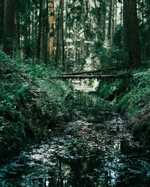 Základová fotografie zdarma na téma bažina, divočina, les