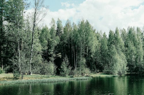 View of a Trees and Lake