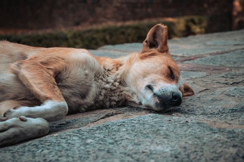 Free Peaceful sleeping dog lying on a stone surface outdoors in Delhi, India. Stock Photo