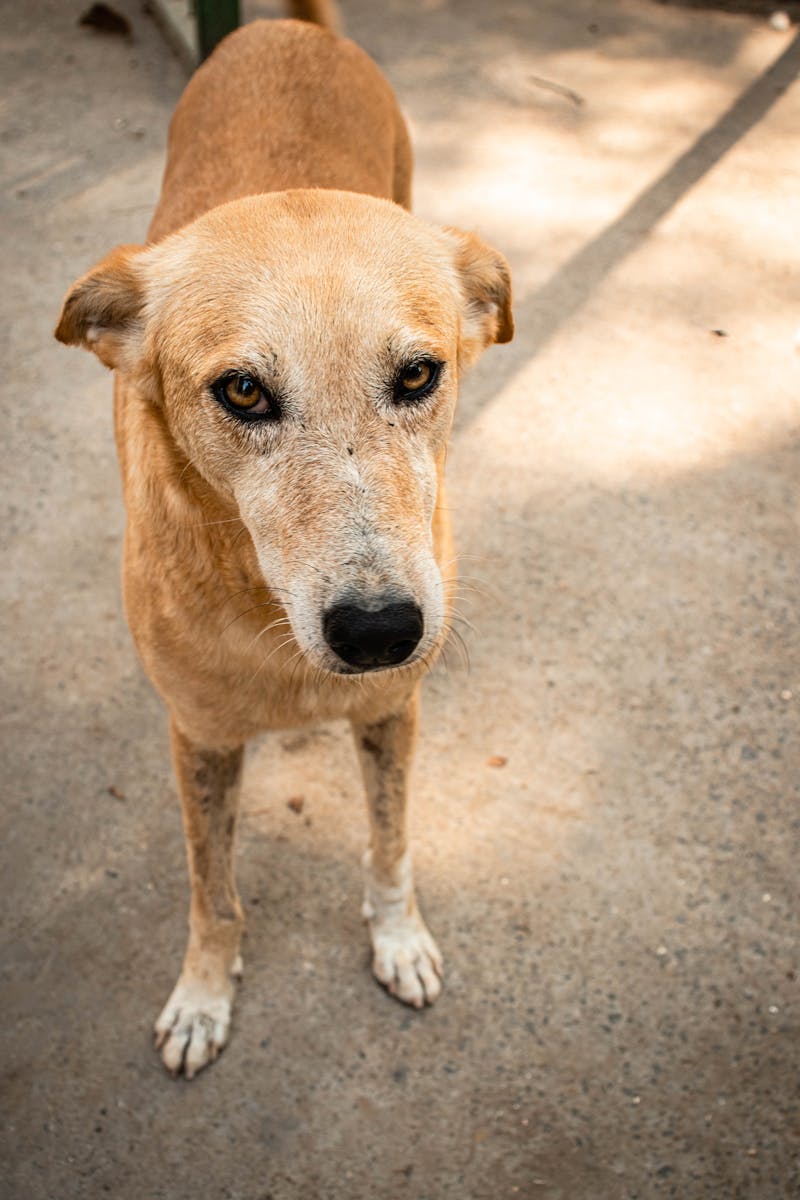 Indian Street Dog