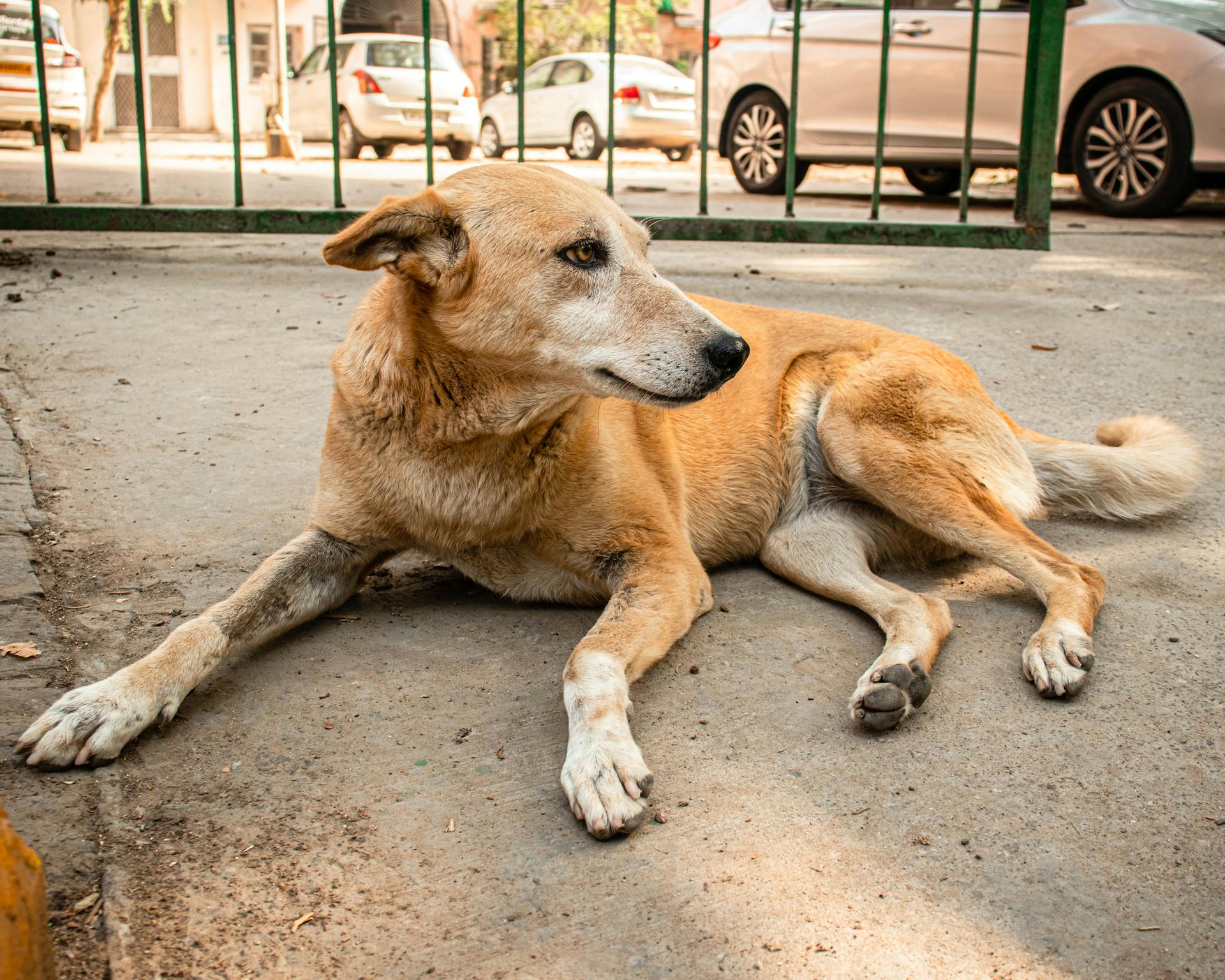 Stray Dog Lying on Sidewalk