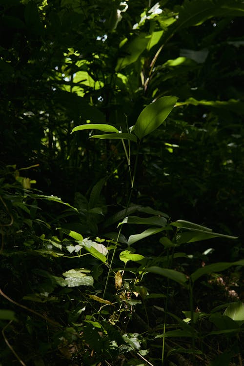 Foto d'estoc gratuïta de arbust, exuberant, flora