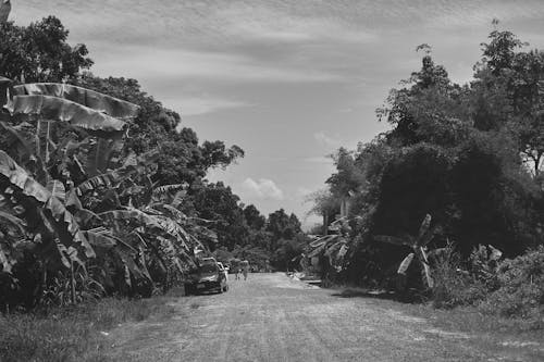 Foto d'estoc gratuïta de arbres, blanc i negre, camí de carro