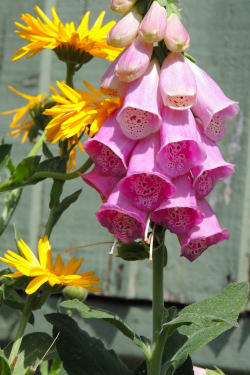 Gratis stockfoto met bloeien, bloemen, digitalis purpurea Stockfoto