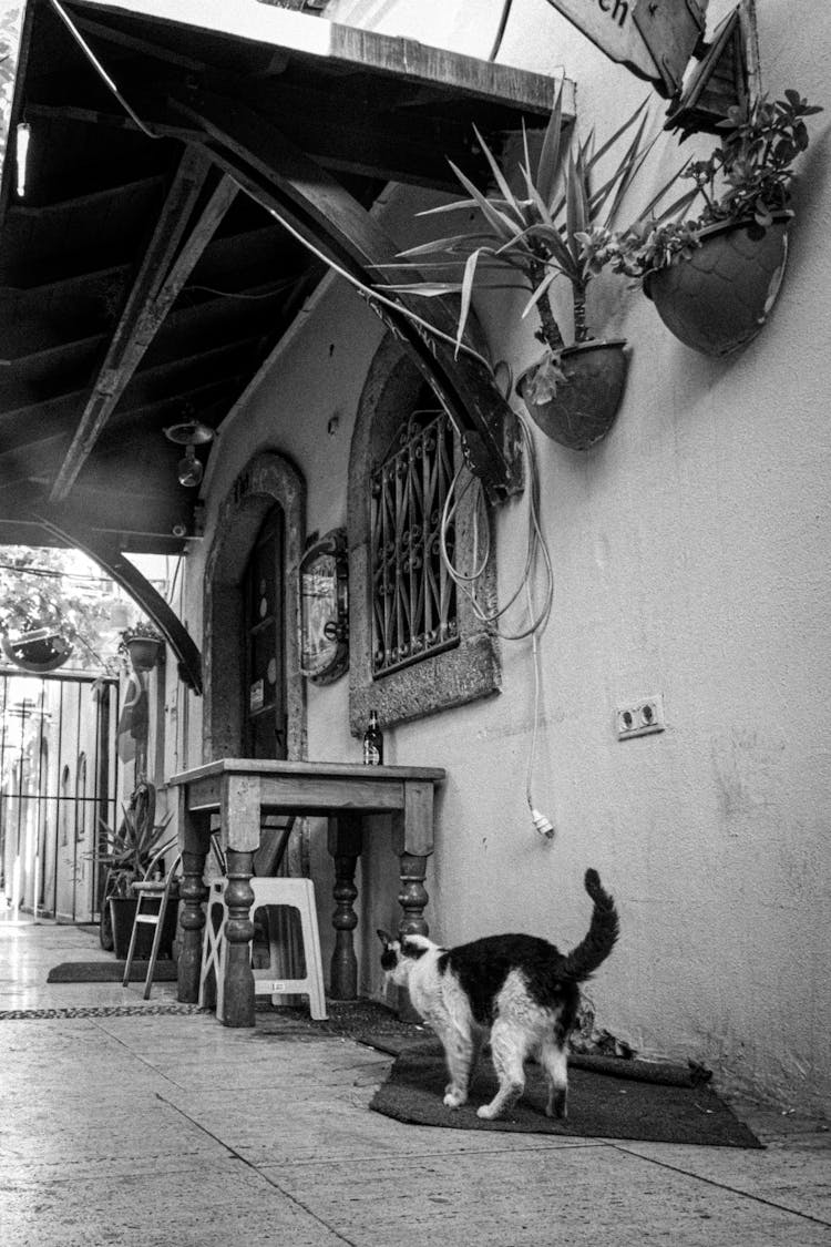 Cat At House Porch