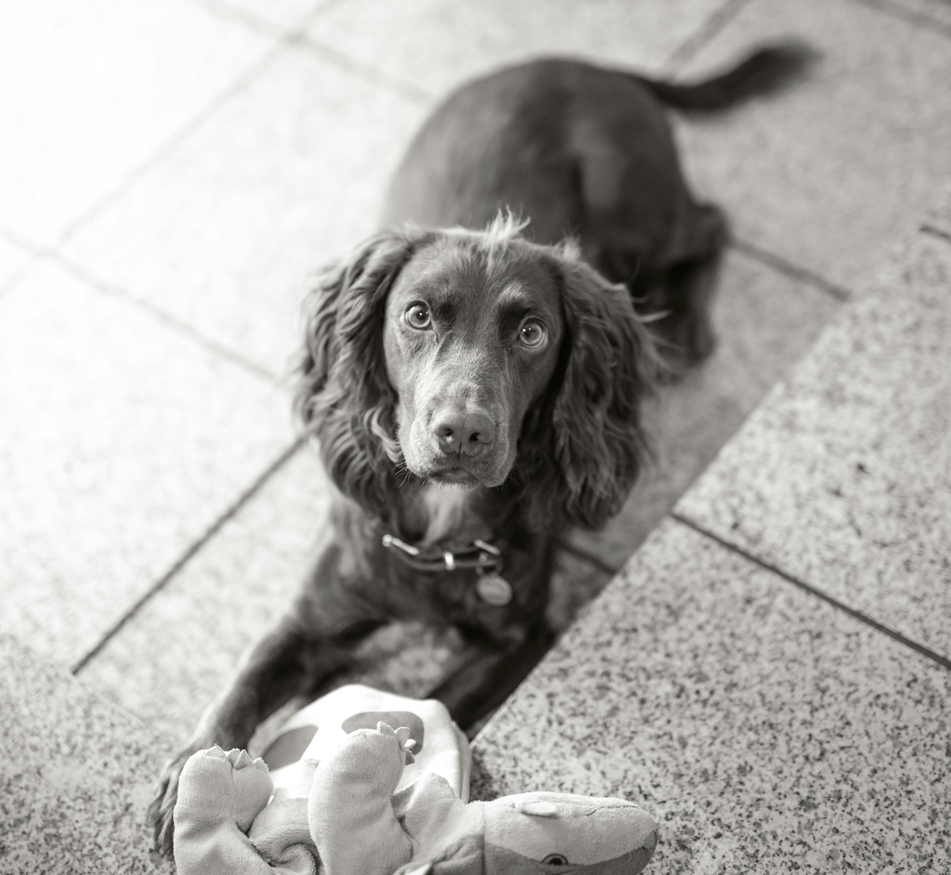 Grayscale foto van een Engelse Cocker Spaniel