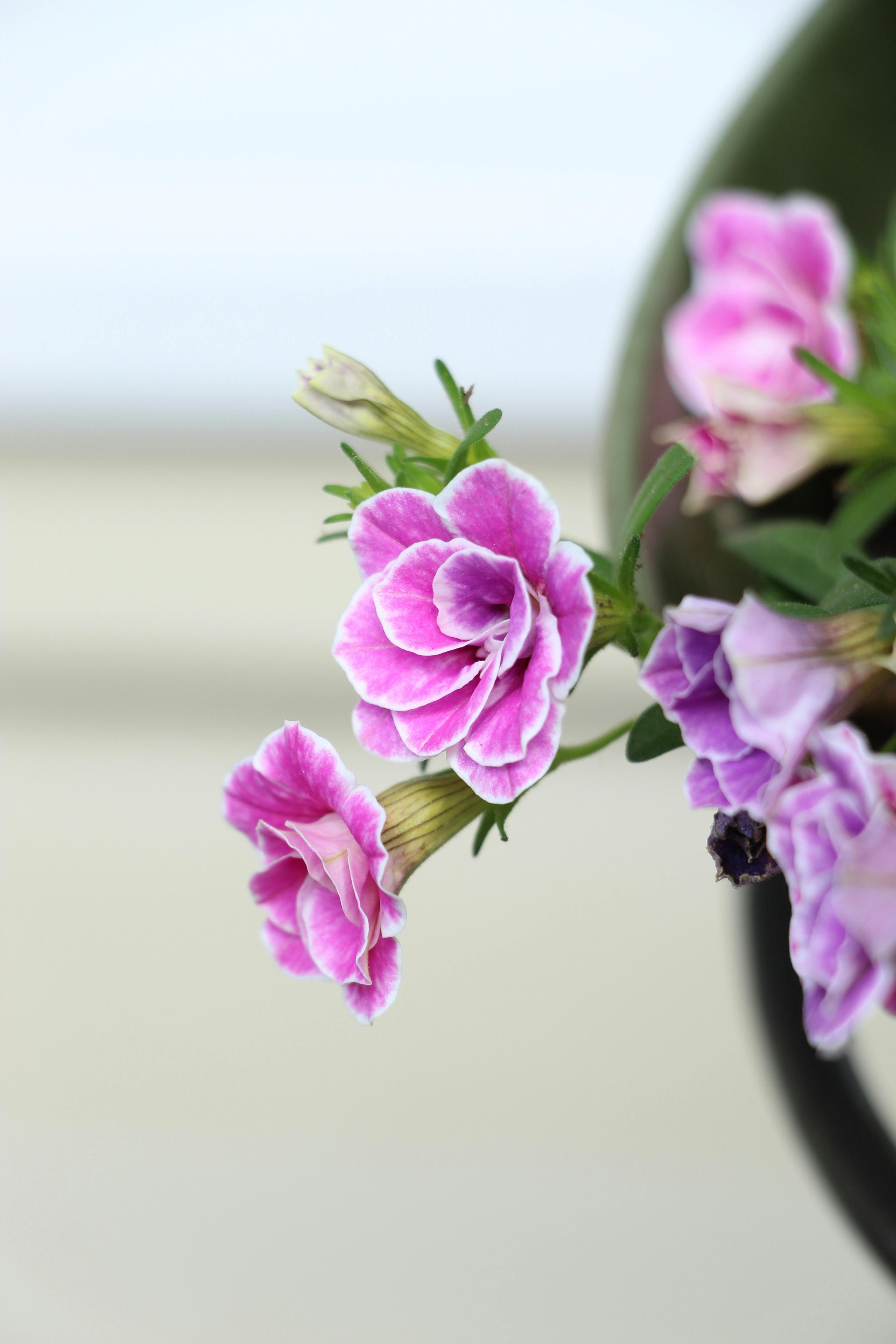 Purple and White Petunia Flowers · Free Stock Photo