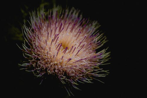 Close-Up Shot of a Thistle 