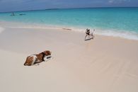 Puppies playing on Cabbage Beach, Bahamas (Beethoven and Ryan)
