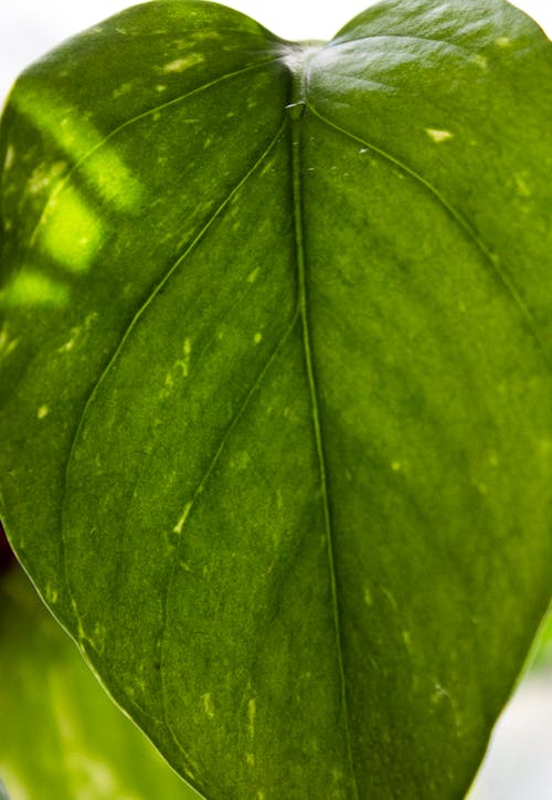 Free stock photo of green, health, leaf