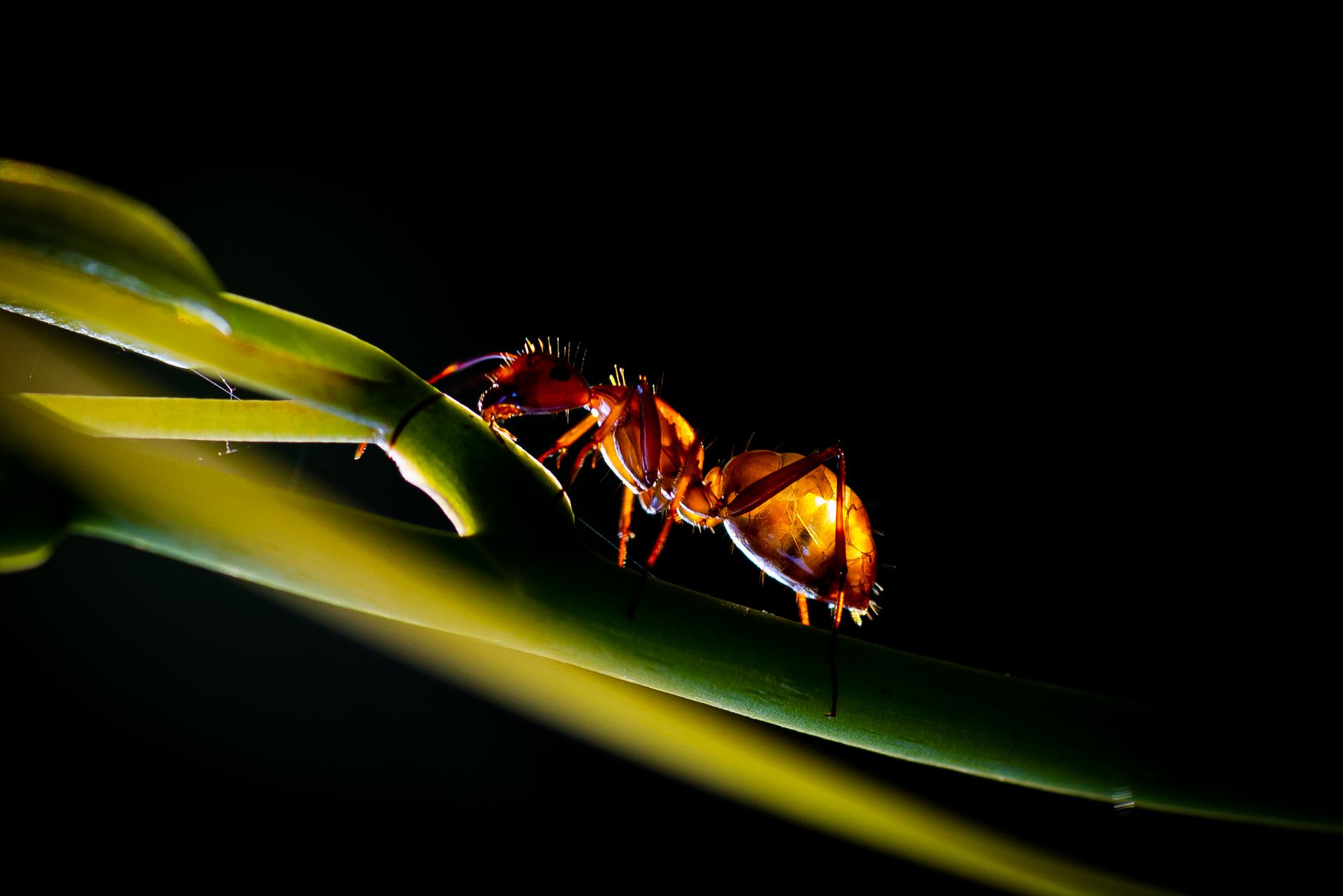 Close-up of a red ant on a stem, representing common ant activity found on South Florida properties
