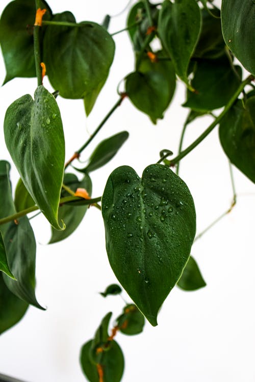 Green Leaves with Water Droplets