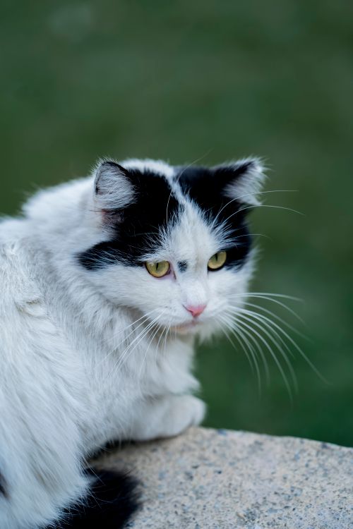 Free Charming Persian cat with white and black fur sitting outdoors, showcasing its fluffy coat and calm demeanor. Stock Photo