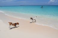 Dog face off on Cabbage Beach, Bahamas with paddle boarder