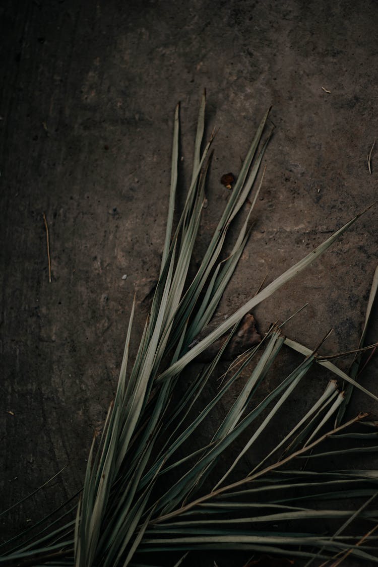 Dry Palm Leaf On The Ground 