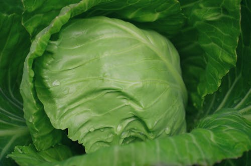 Close-Up Photograph of a Green Cabbage