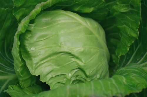 Free Close-up of fresh green cabbage with water droplets, showcasing natural texture and healthy appeal. Stock Photo