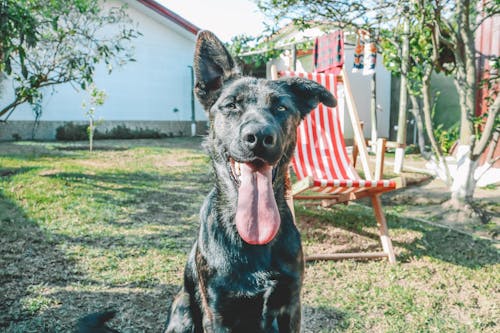 Free Close-Up Shot of a Dog  Stock Photo