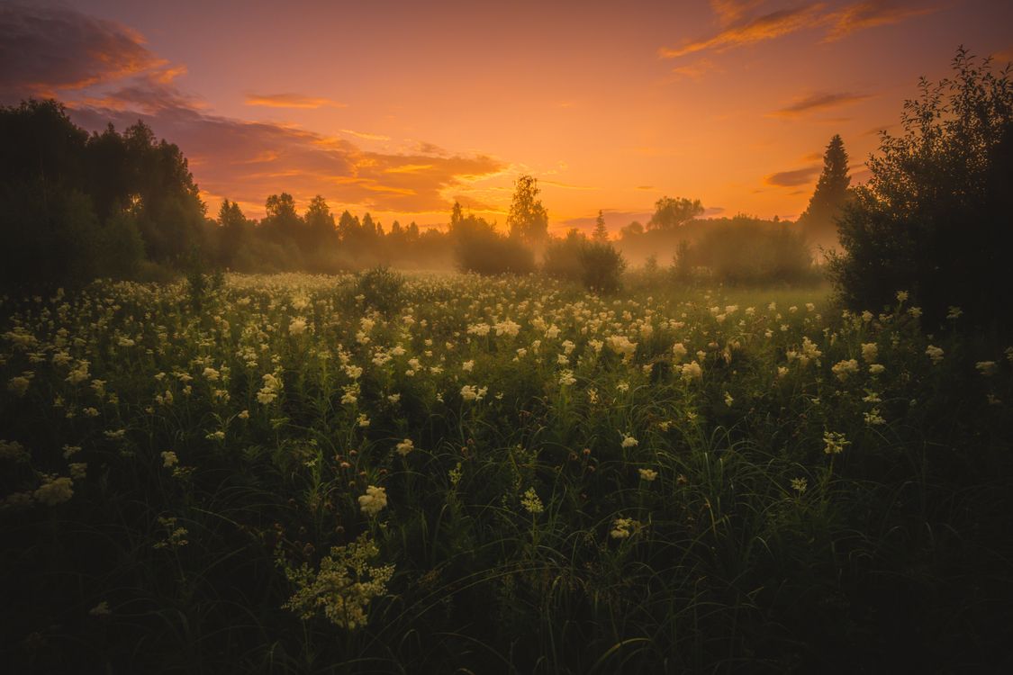 View of a Meadow at Sunset · Free Stock Photo