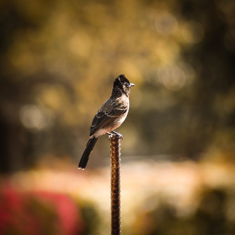 Close-Up Shot Of A Bird 