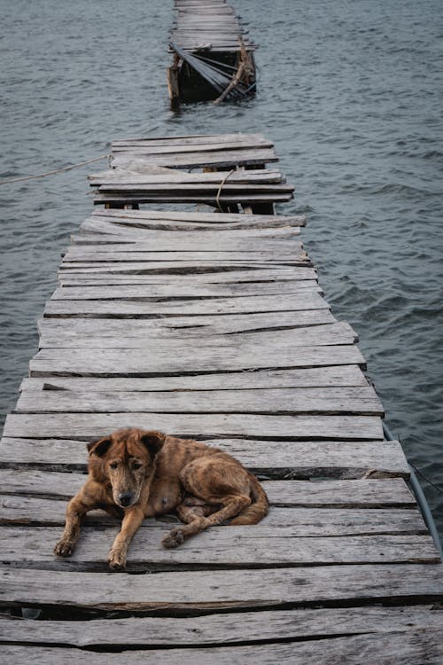 Gratis arkivbilde med hund, husdyr, kjæledyr