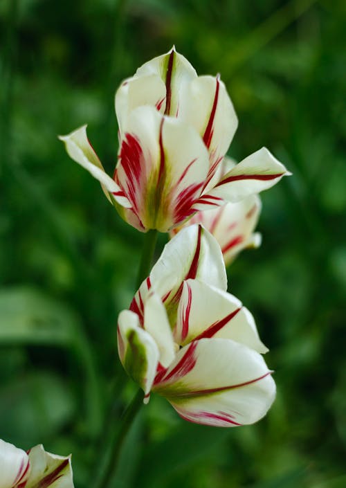 Lady Tulips in Garden