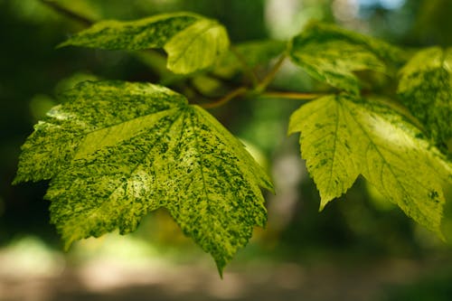 Leaves in Close Up