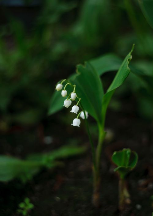 Free Delicate lily of the valley flowers blooming in a lush, green garden setting. Stock Photo