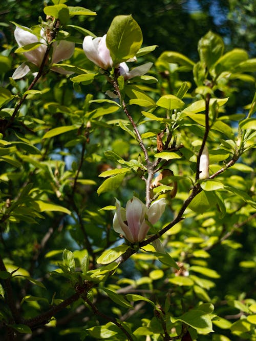 Flowers and Leaves on Branches