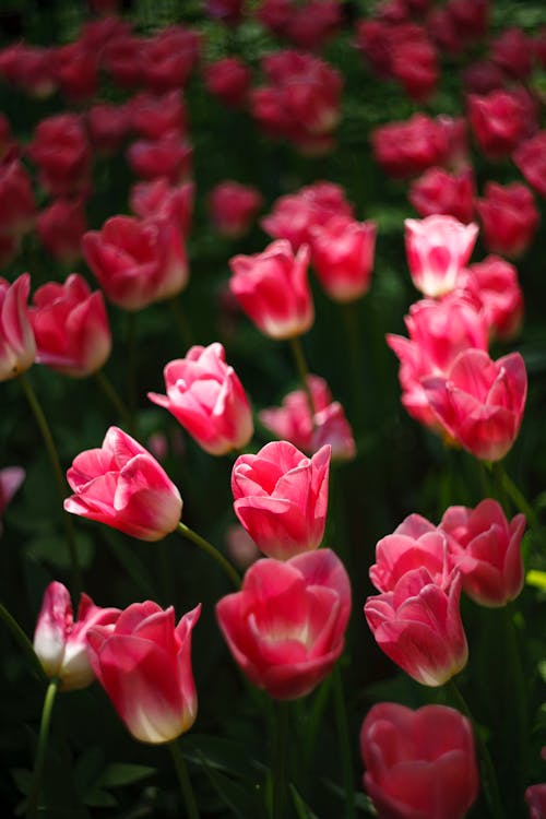 Бесплатное стоковое фото с вертикальный, лепестки, розовые тюльпаны