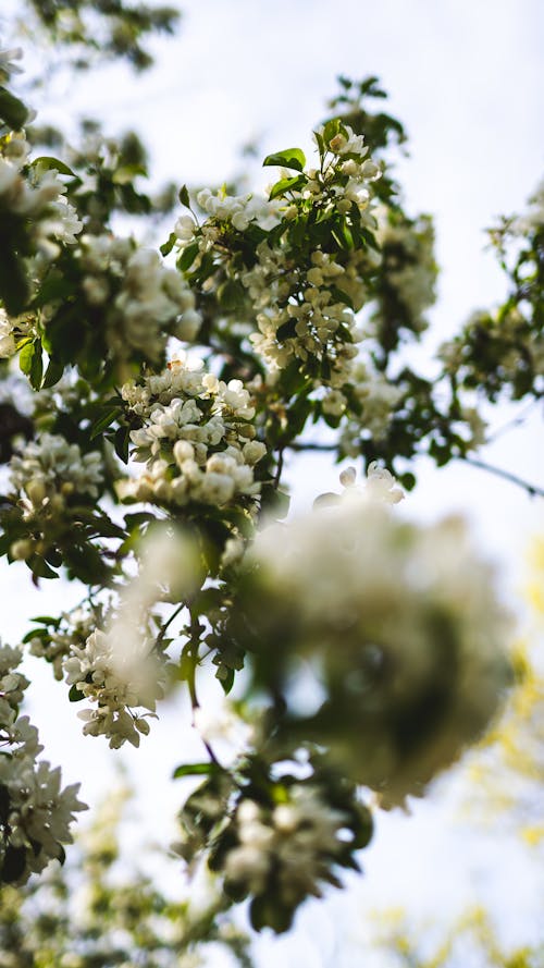 Foto profissional grátis de árvore, fechar-se, floração