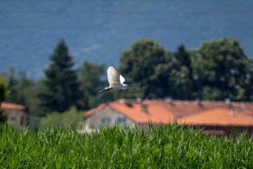 무료 깃털, 날개, 날으는의 무료 스톡 사진