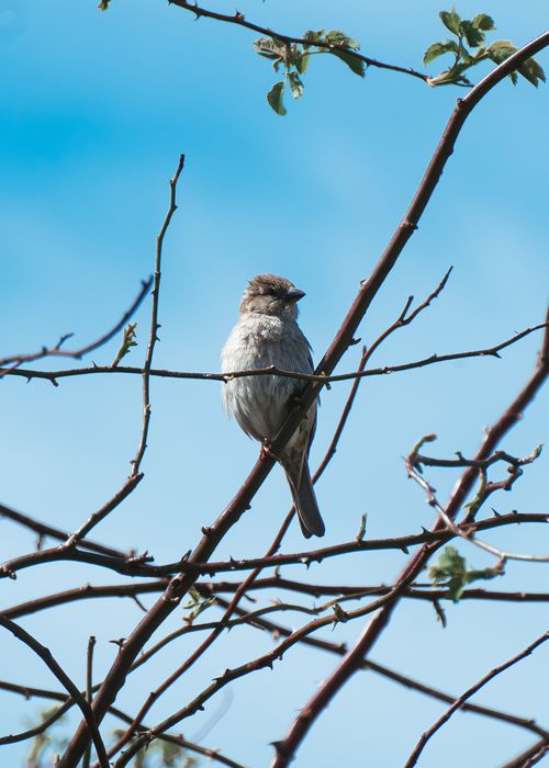 Free A sparrow perched on a branch with a clear blue sky background, capturing natural elegance. Stock Photo