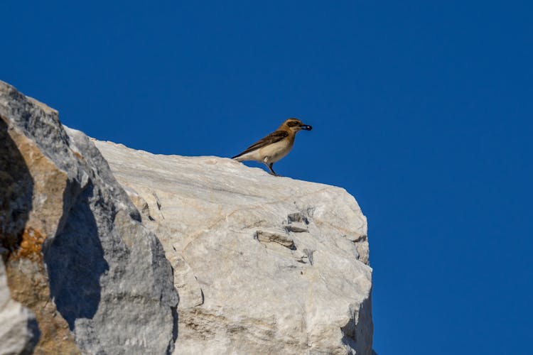 A Northern Wheatear On A Rock