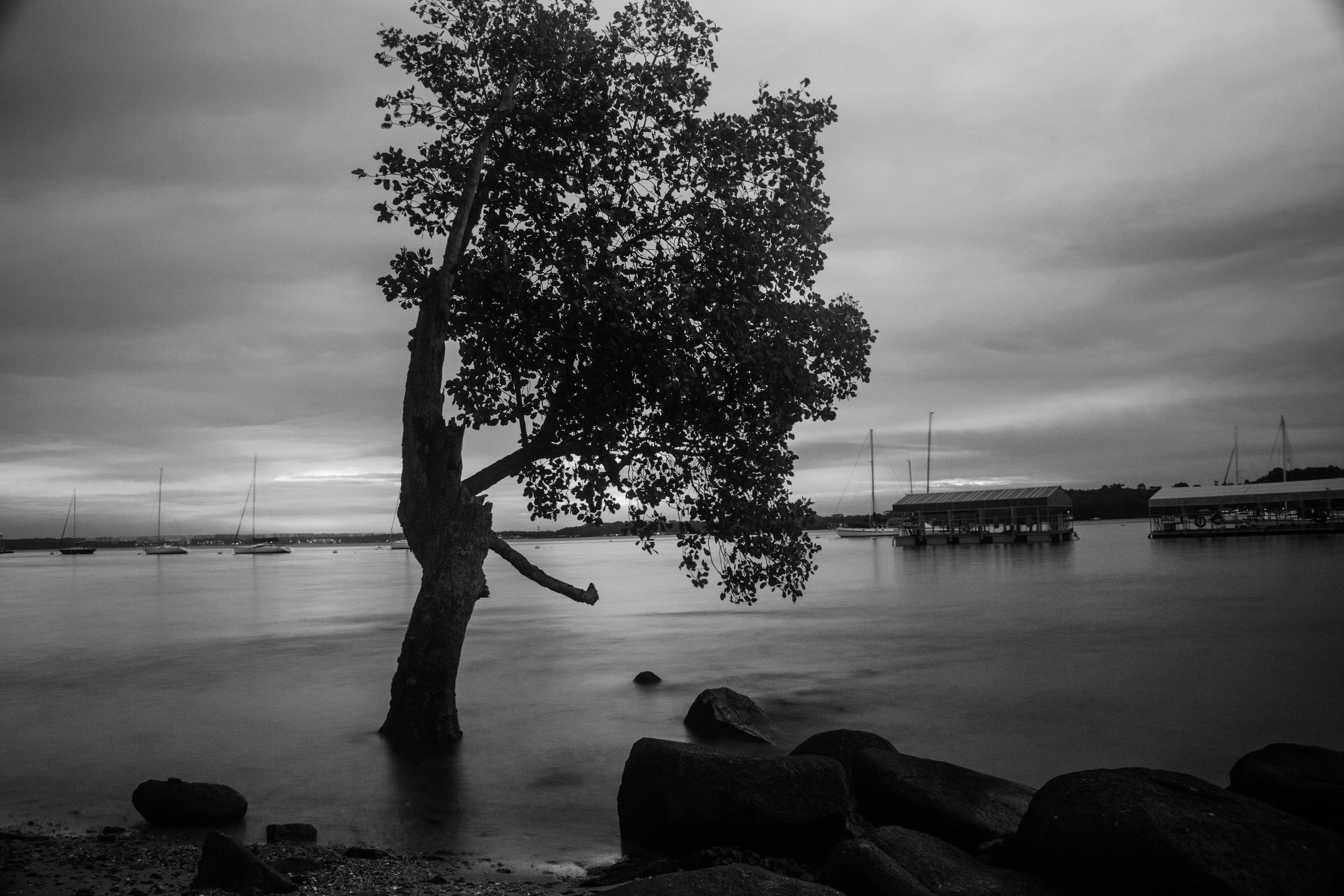 Grayscale Photo of Tree Near the Lake · Free Stock Photo