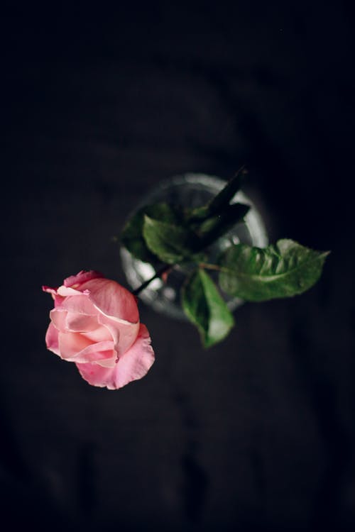 垂直拍攝, 特寫, 粉紅色的玫瑰 的 免費圖庫相片