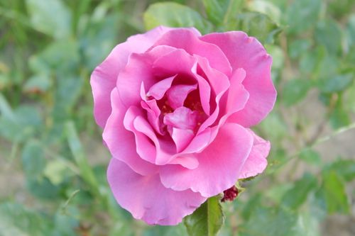 Free Vibrant pink rose in full bloom captured in a close-up photography outdoors. Stock Photo