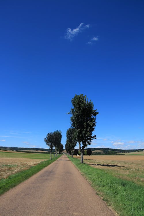 Photos gratuites de arbres, champs, ciel bleu