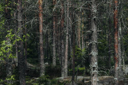 Ingyenes stockfotó csupasz fák, erdő, fatörzsek témában Stockfotó