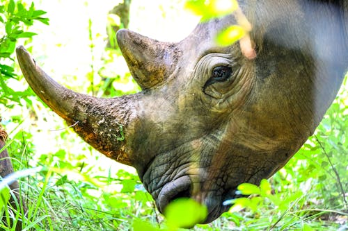 bezplatná Základová fotografie zdarma na téma černý nosorožec, denní světlo, detail Základová fotografie
