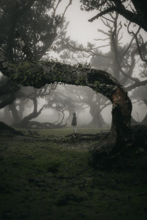Person in Forest under Fog