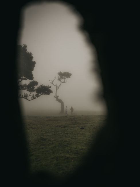 A foggy field with a lone tree and silhouettes, creating a mysterious atmosphere.